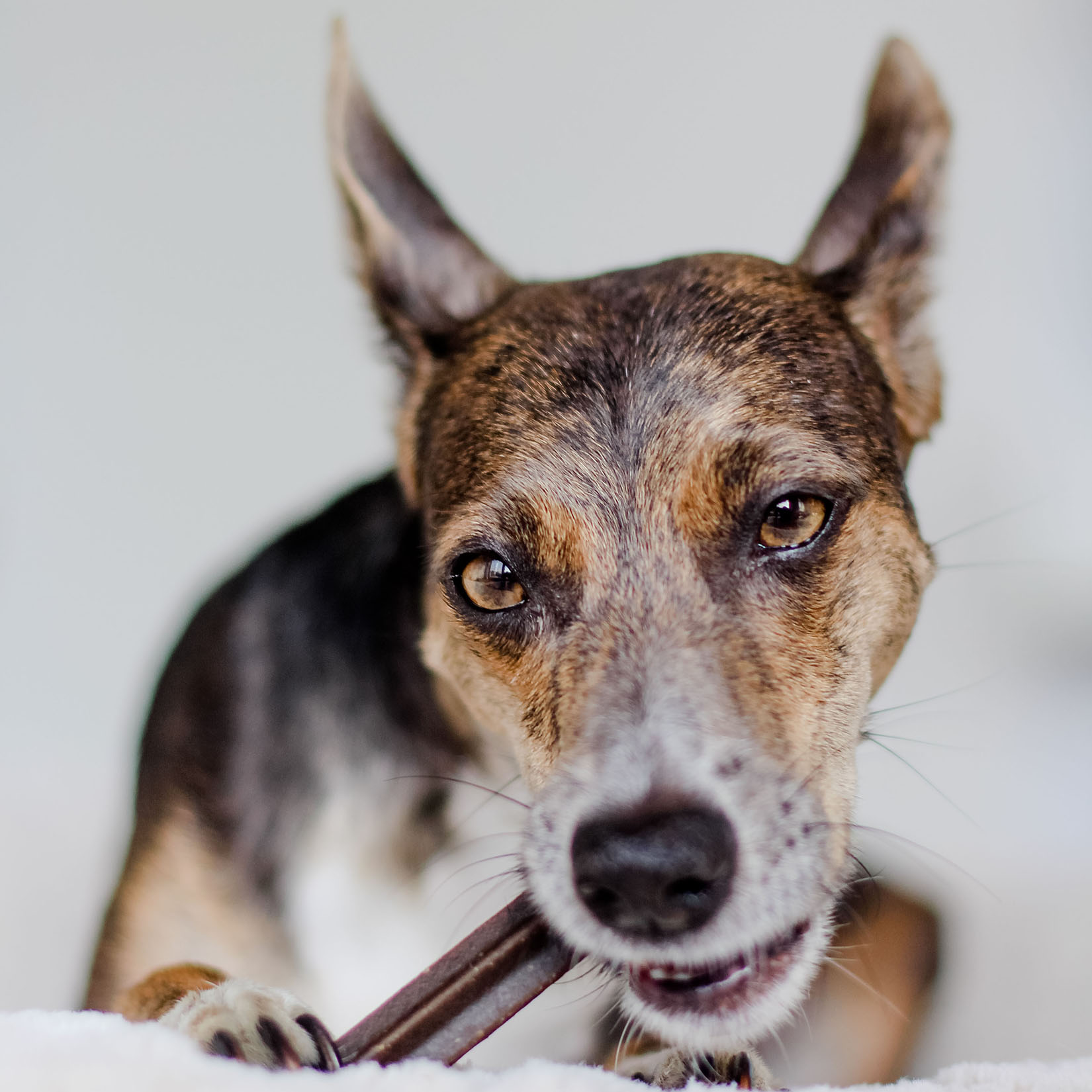 Bellfor Dental Sticks - Fogtisztító rudacskák kutyáknak - fogak tisztítása kutyák számára - természetes kiegészítők kutyák számára